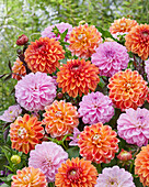 Dahlienmischung (Dahlia) in Pink und Orange der Sorten 'Homey' und 'Hapet Harmony'