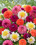 Dahlia XXL mix