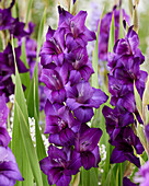 Gladiole (Gladiolus), lila