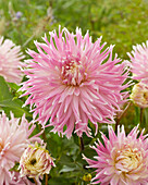 Dahlie (Dahlia) 'Kiev'