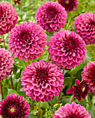 Dahlia Jowey Veronique