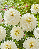 Dahlie (Dahlia) 'Zaailing Wit'