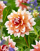 Dahlia Orange Duet