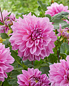 Dahlie (Dahlia) 'Lavender Perfection'