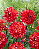 Dahlie (Dahlia) 'Kees Verkade'