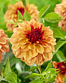 Dahlia Creme de Cognac