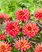 Dahlie (Dahlia) '2210'