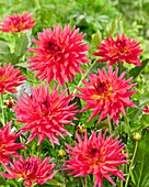 Dahlie (Dahlia) '2204'