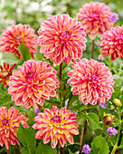 Dahlie (Dahlia) 'RU 61/2361'