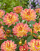 Dahlie (Dahlia) 'PJM 29'