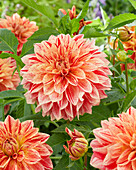 Dahlia Jowey Brochant