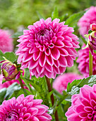 Dahlia Sandra