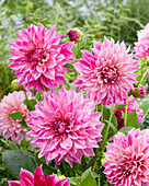 Dahlia Cafe Au Lait Royal