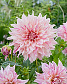 Dahlia Cafe Au Lait Twist