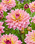 Dahlia Ilena