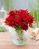 Dahlia Red Pygmy