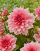 Dahlie (Dahlia) 'Otto's Thrill'