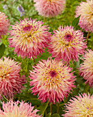 Dahlia Pinelands Princess