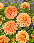 Dahlia Garden Jubilee