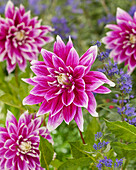 Dahlie (Dahlia) 'Prämie 18'