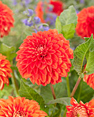 Dahlie (Dahlia) 'Happy Halloween'