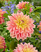 Dahlia Wanda's Aurora, Dahlia Wandas Aurora