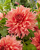 Dahlia Fairway Spur