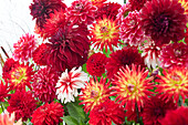 Dahlia Scarlett Mix