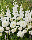 Weiße Sommermischung aus Gladiolen (Gladiolus), Dahlien (Dahlia) und Calla (Zantedeschia)