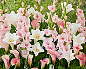 Zartrosafarbene Sommerblumenmischung mit Lilien, Gladiolen und Calla