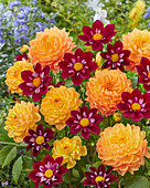 Dahlie (Dahlia) 'Rancho', 'Eefje'