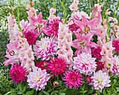 Rosafarbene Sommerblumenmischung aus Gladiolen (Gladiolus), Dahlien (Dahlia) und Lilien (Lilium)