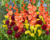 Bunte Sommerblumenmischung mit Gladiolen, Dahlien und Calla