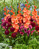 Gladiolen (Gladiolus), Dahlien (Dahlia) und Calla (Zantedeschia) in Rot und Orange