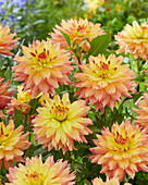 Dahlie (Dahlia) 'Ester'