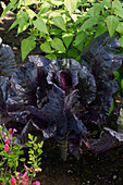Gemüsekohl (Brassica oleracea)