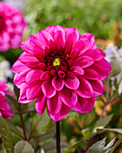 Dahlia 85-2022