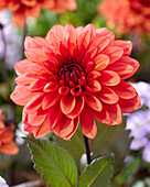 Dahlie (Dahlia) '24-2022'