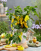Paprika (Capsicum annuum) gelb