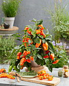 Capsicum annuum orange