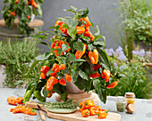 Paprika (Capsicum annuum) orangefarben