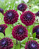 Dahlie (Dahlia) 'Vleut B'