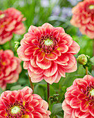 Dahlie (Dahlia) 'Vleut A'