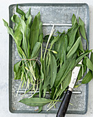 Fresh wild garlic on metal tray