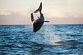 Great white shark breaching