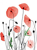 Poppies, X-ray