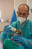 Breeding centre director feeding an Iberian lynx cub