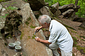 Researcher cutting a briophyte to measure its thickness