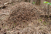 Wood ant nest