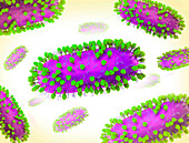 Human respiratory syncytial viruses, illustration